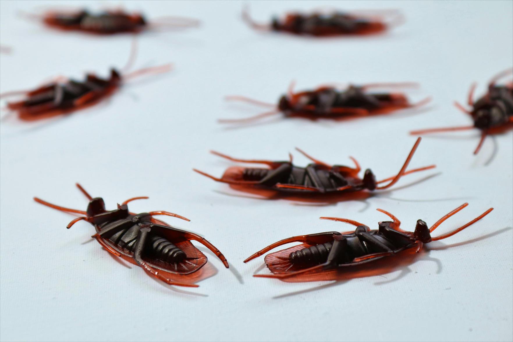 Decoração à Prova de Pragas: Dicas Eficazes para Manter sua Casa Livre de Infestações