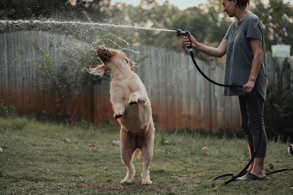 Verão Seguro: Dicas para Proteger seu Pet do Calor (e da Melancia!)