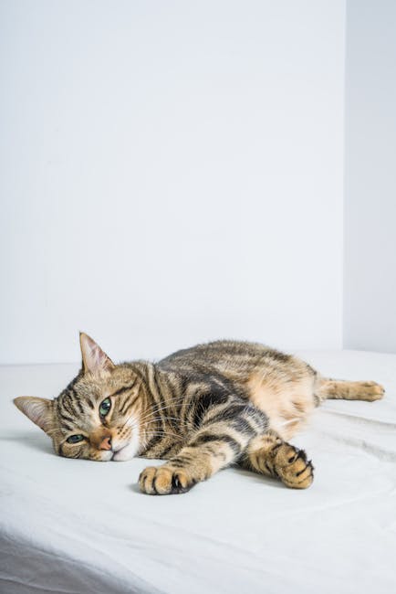 Casa bonita, bem-estar e pets: guia de proteção contra percevejos